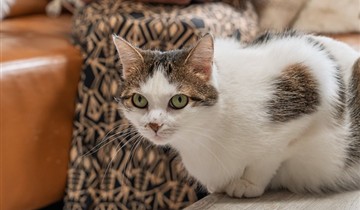 CatID